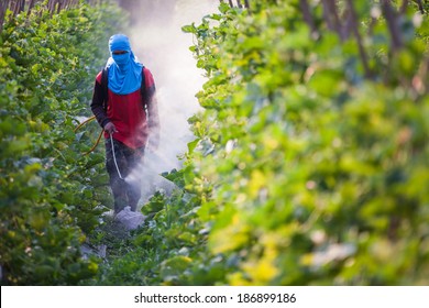 Farmer Spraying Pesticide In Farmland