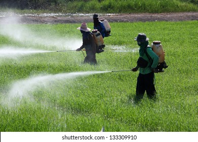 farmer spraying pesticide in paddy field.