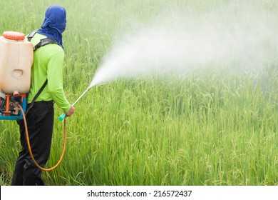 Farmer Spraying Pesticide In The Rice Field