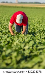 Farmer Spraying Soybean Plants