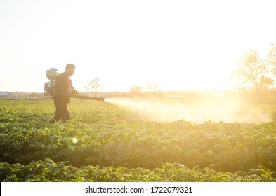 A farmer sprays a solution of copper sulfate on plants of potato bushes. Agriculture and agribusiness, agricultural industry. Fight against fungal infections and insects. Use chemicals in agriculture.