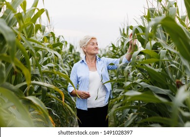 Farmer  stand in the corn plantation field