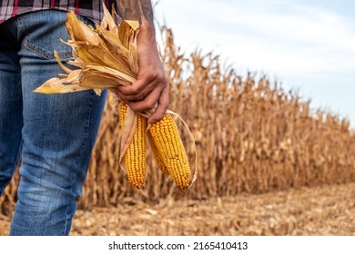 Farmer standing in corn field holding corn cobs in his hand and inspecting the crop before harvest. Back view and close up on the corn cobs.