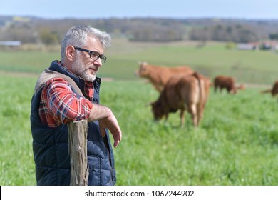 Farmer Standing In Field With Cattle In Background