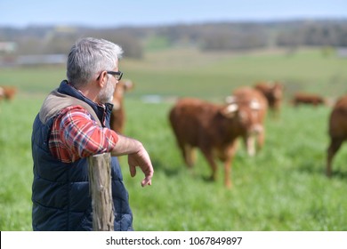 Farmer standing in field with cattle in background