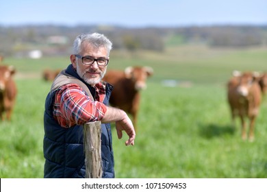 Farmer Standing In Field With Cattle In Background