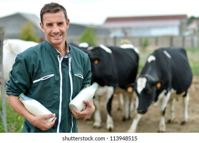 Farmer Standing In Front Of Cow Herd With Bottles Of Milk