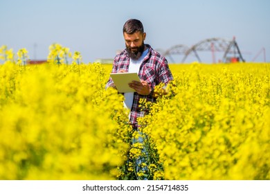 Farmer is standing in his blooming rapeseed field and examining the progress of crops.
