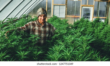 A Farmer Stands Among His Commercial Greenhouse Hemp Crop. Cannabis Sativa Grown Industrially For The Production Of Hemp For Derived Products Like CBD Oil, Fiber, Biofuel And Others. 