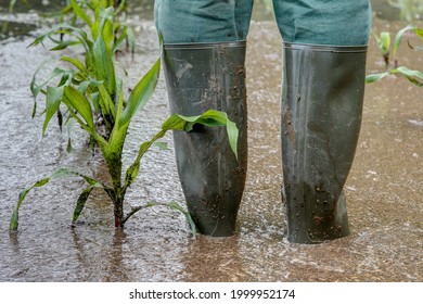A farmer stands in his flooded maize field with rubber boots. Extreme weather such as torrential rain, causing more and more crop failures.