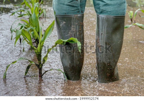 A farmer stands in his flooded maize field\
with rubber boots. Extreme weather such as torrential rain, causing\
more and more crop\
failures.\
