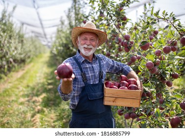 Farmer with straw hat holding crate full of red cif apples in orchard suring harvest in late summer time