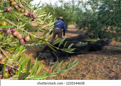 Farmer with straw hat and work clothes collecting olives in the field. Man picking olives in a traditional way in Andalusia, Spain during a sunny day. - Powered by Shutterstock