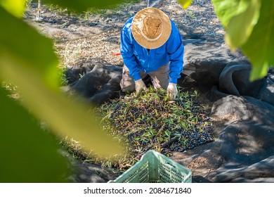 Farmer with straw hat and work clothes removing leaves from the olive harvest in the countryside on sunny day. - Powered by Shutterstock