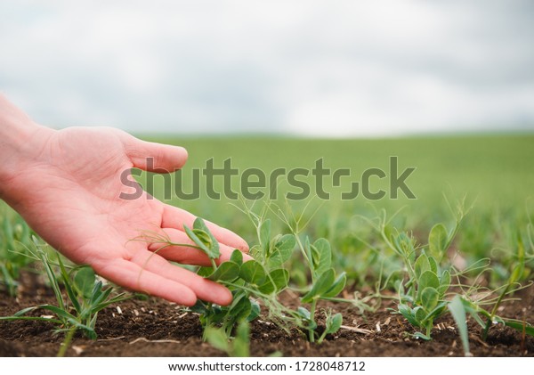 Farmer is studying the development of vegetable\
peas. Farmer is caring for green peas in field. The concept of\
agriculture. Farmer examines young pea shoots in a cultivated\
agricultural area.