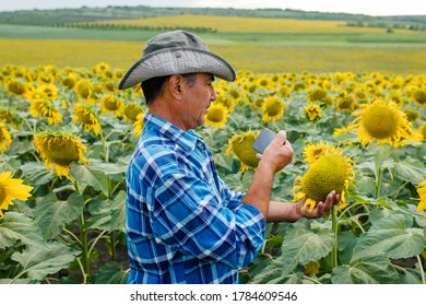 Farmer In The Sunflower Field, Recording Content For The Lifestyle Blog Vlog, Modern Farmer Using Social Media For Marketing