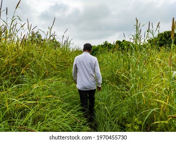 Farmer Supervising Pearl Millet Agriculture Field.