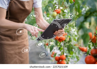 Farmer with tablet computer checking quality and freshness of tomato vegetables in organic food farm.