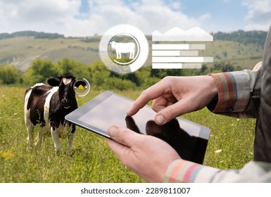 Farmer with tablet computer inspects cows in the pasture. Herd management concept.