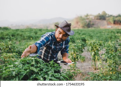 The Farmer With Tablet Or Smartphone And  Inspecting Plants In Sunset, Agriculture And Technology Concept.