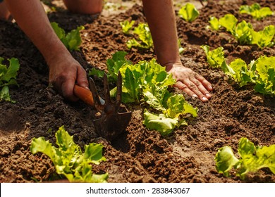 Farmer Takes Care Of Lettuce Seedlings