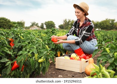 Farmer Taking Bell Pepper From Bush In Field. Harvesting Time