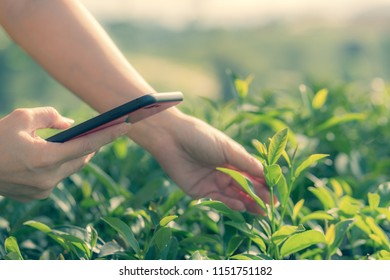 Farmer Tea Plantation checking quality by tablet agriculture modern technology Concept.
 - Shutterstock ID 1151751182