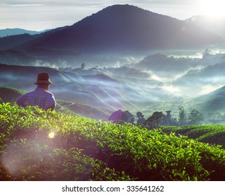 Farmer Tea Plantation Malaysia Culture Occupation Concept