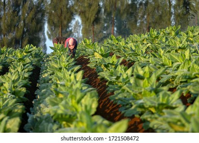 Farmer Tobacco Cleaning Weed Between Tobace Stock Photo 1721508472 ...