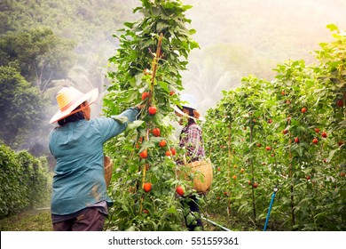 Farmer In Tomato Organic Farm