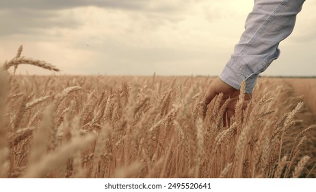 Farmer touches ears of wheat in field with his fingers, inspecting his harvest. Man farmer walks through wheat field at sunset, touching yellow ears of wheat with her hands. Agricultural business - Powered by Shutterstock