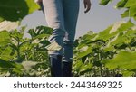 farmer touches green leaf sunflower, farmer walks rubber boots along rows crops farm, agriculture, green field sprouts concept, business, agricultural landscape industry, powerful sunflowers