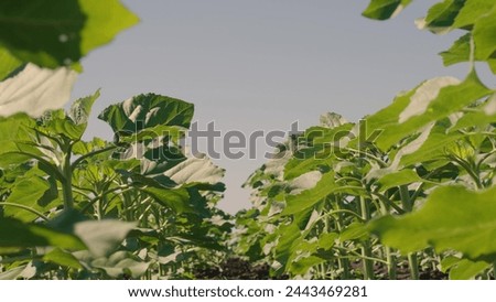 farmer touches green leaf sunflower, farmer walks rubber boots along rows crops farm, agriculture, insects, natural beautiful, seeds, leaf, rows young, agriculture, sunflower sprouts, row, weeds