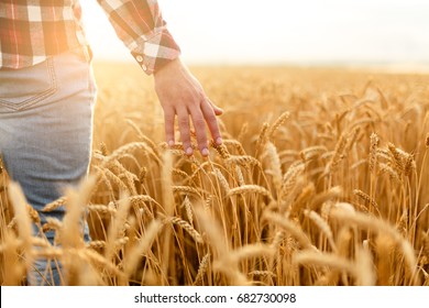 Farmer touching his crop with hand in a golden wheat field. Harvesting, organic farming concept - Shutterstock ID 682730098