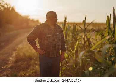 A Farmer Tranquil Haven In the midst of cornrows, an aged farmer portrait reflects the calm derived from a lifetime of tending to the golden harvest.