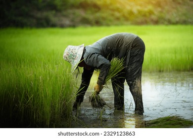 farmer transplant rice seedlings in rice field - Powered by Shutterstock