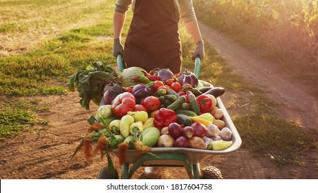 A farmer transports a crop of different vegetables in a wheelbarrow at sunset on a dirt road along a field - Powered by Shutterstock