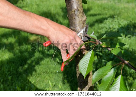 Farmer trimming a tree with pruning shears or secateurs cutting off unwanted growth of lower branches in a close up on his hand
