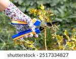 a farmer trims a dry gooseberry bush. pruning gooseberry branches. care for gooseberries at the end of the season. dry gooseberry bush. 