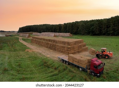 Farmer unloading round bales of straw from Hay Trailer with a front end loader. Store hay at farm. Hay rolls as Forage feed for beef and dairy cattle, sheep and horses. Making hay in autumn season.