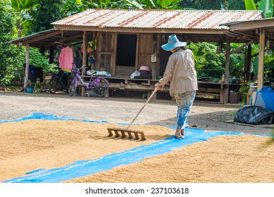 Farmer Use The Wooden Harrow To Drag On The Paddy