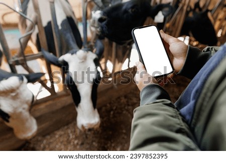 Farmer uses phone app to monitor health care of cows, farm livestock. Mockup with white screen, modern technology of agriculture cattle 4.0 industry farming