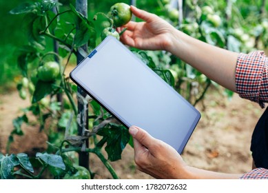 Farmer using digital tablet computer in greenhouse with tomatoes plants. Modern technology application in agricultural growing activity