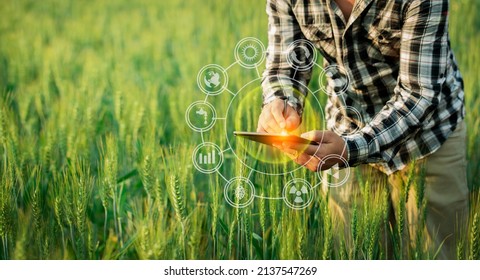 Farmer Using Digital Tablet Computer And Modern Interface Icons With Light Shines Sunset, Business Agriculture Technology Concept.