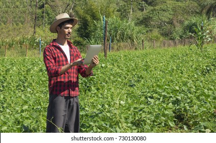 Farmer using digital tablet computer in cultivated soybean field plantation. Modern technology application in agricultural growing activity. Concept Image.