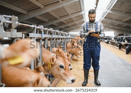 Farmer using a digital tablet manages his jersey cattle inside a barn, showcasing modern farming practices