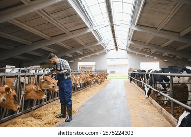 Farmer using digital tablet and stroking cows in barn, showcasing connection between technology and traditional farming