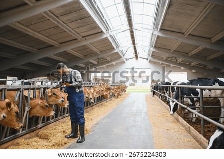 Farmer using digital tablet and stroking cows in barn, showcasing connection between technology and traditional farming