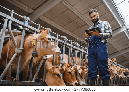 Farmer using digital tablet while working and taking care of jersey cattle in a modern dairy farm