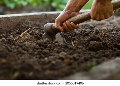 Farmer using a gardening hoe loosing a compacted soil and mix with a compost at home garden.